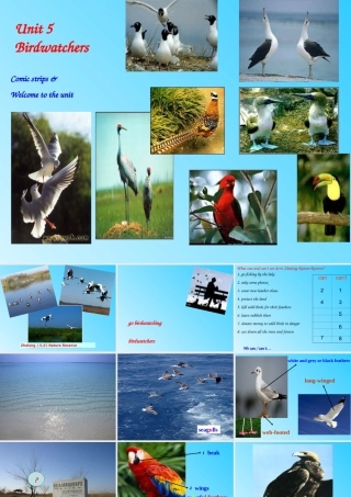 八年级英语上册(Unit 5 Birdwatchers)Comic & Welcome课件 牛津译林版 课件