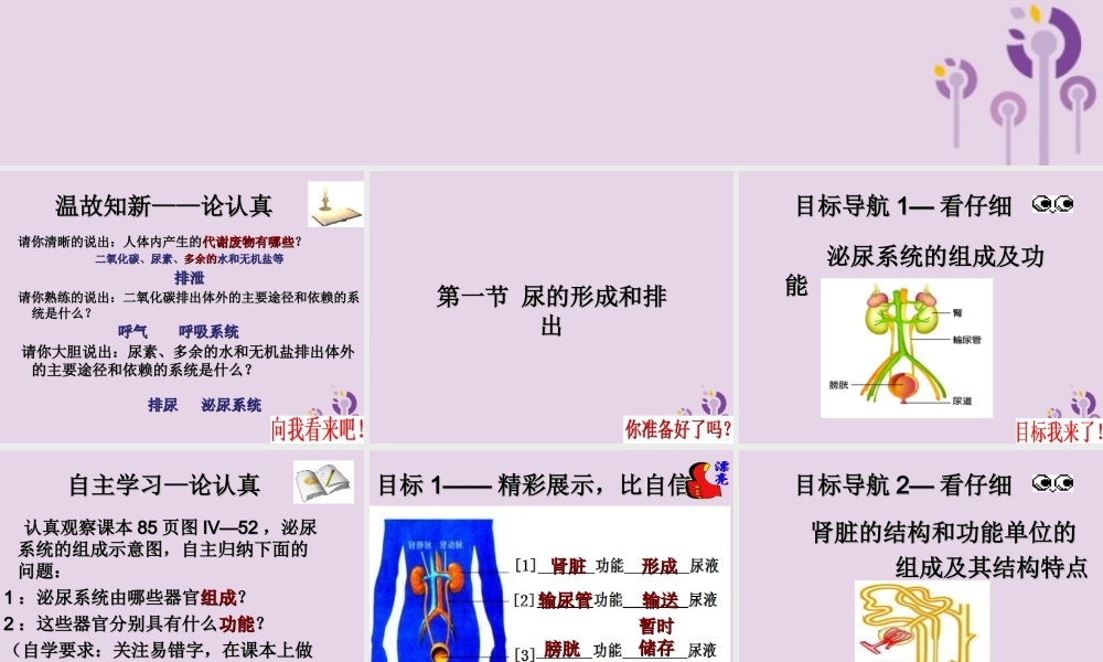 七年级生物上册 4.5.1尿的形成和排出课件 鲁科版五四制 七年级生物上册 4.5.1尿的形成和排出课件+教学素材 鲁科版五四制-2