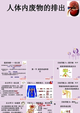 七年级生物上册 4.5.1尿的形成和排出课件 鲁科版五四制 七年级生物上册 4.5.1尿的形成和排出课件+教学素材 鲁科版五四制-2