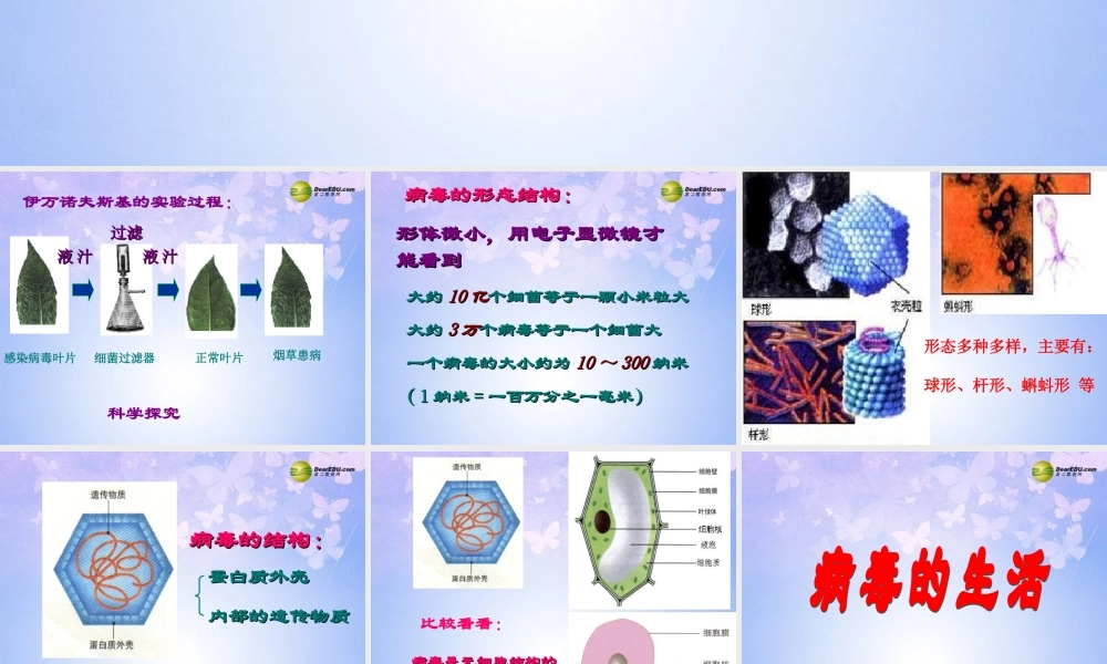 中学七年级生物上册 2.3.1 病毒课件 济南版 课件