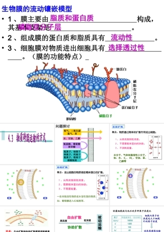 4.3物质跨膜运输的方式-课件(共23张PPT)