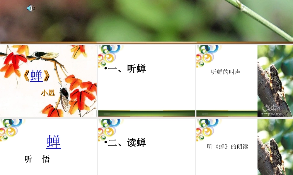 《蝉》SSs晒课课件