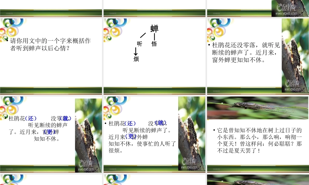 《蝉》SSs晒课课件