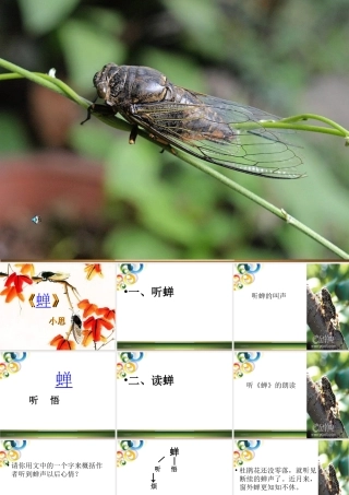 《蝉》SSs晒课课件