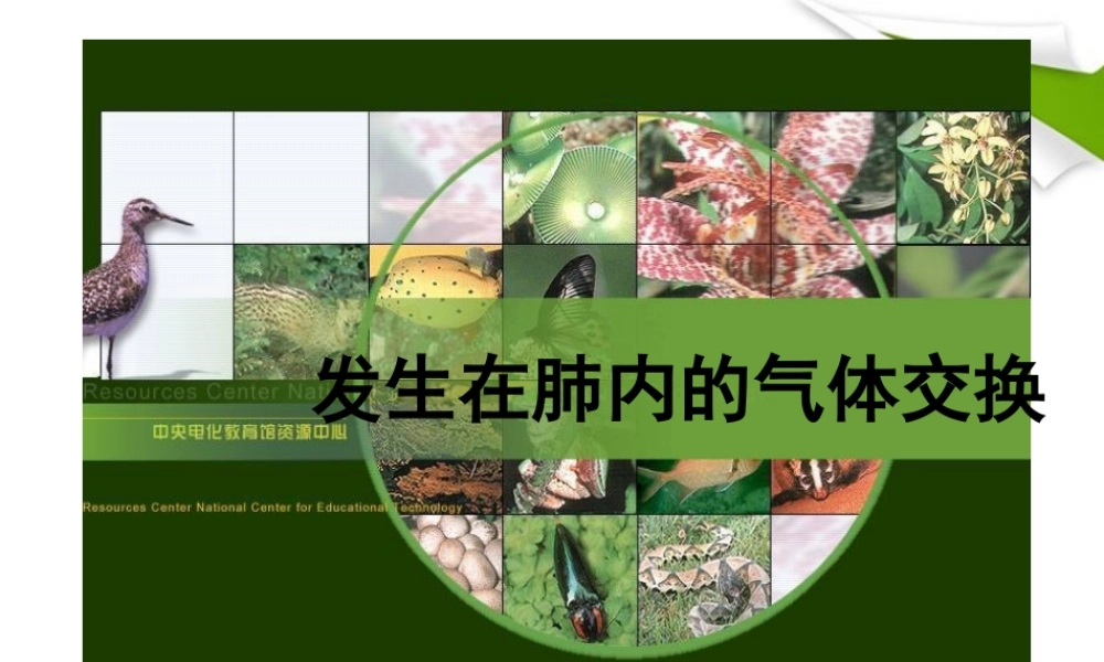 七年级生物上册 第二节 发生在肺内的气体交换2课时课件 人教新课标版 课件