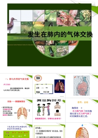 七年级生物上册 第二节 发生在肺内的气体交换2课时课件 人教新课标版 课件