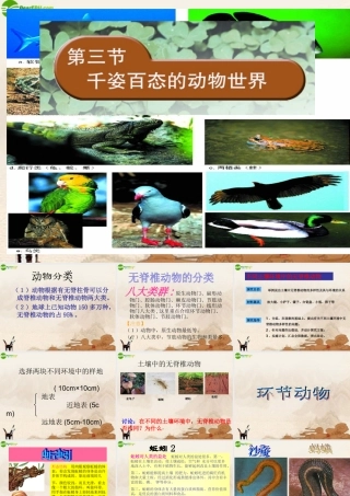 八年级生物下册 千姿百态的动物世界课件 苏教版 课件