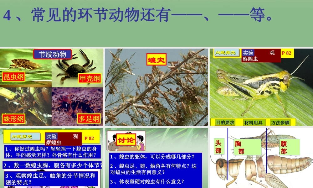 七年级生物上册 动物 节肢动物、鱼类课件 济南版 课件
