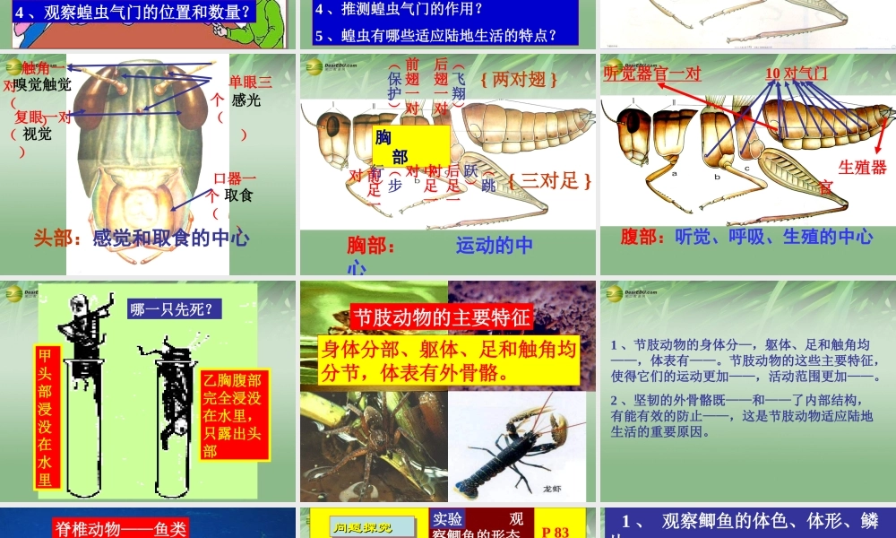 七年级生物上册 动物 节肢动物、鱼类课件 济南版 课件