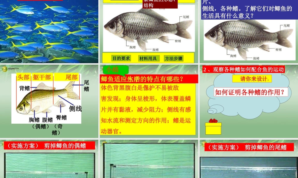 七年级生物上册 动物 节肢动物、鱼类课件 济南版 课件