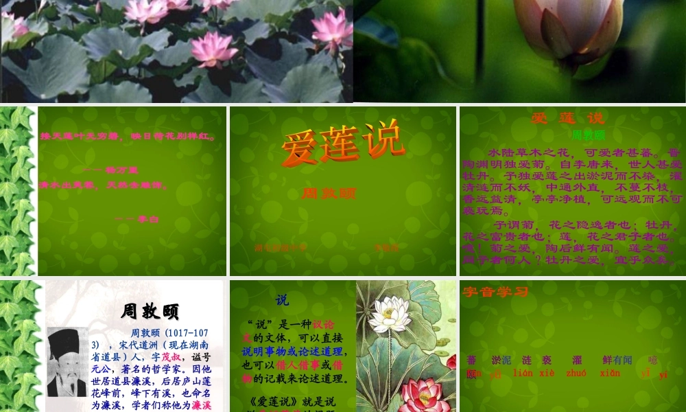 八年级语文上册 22 爱莲说课件 新人教版 课件
