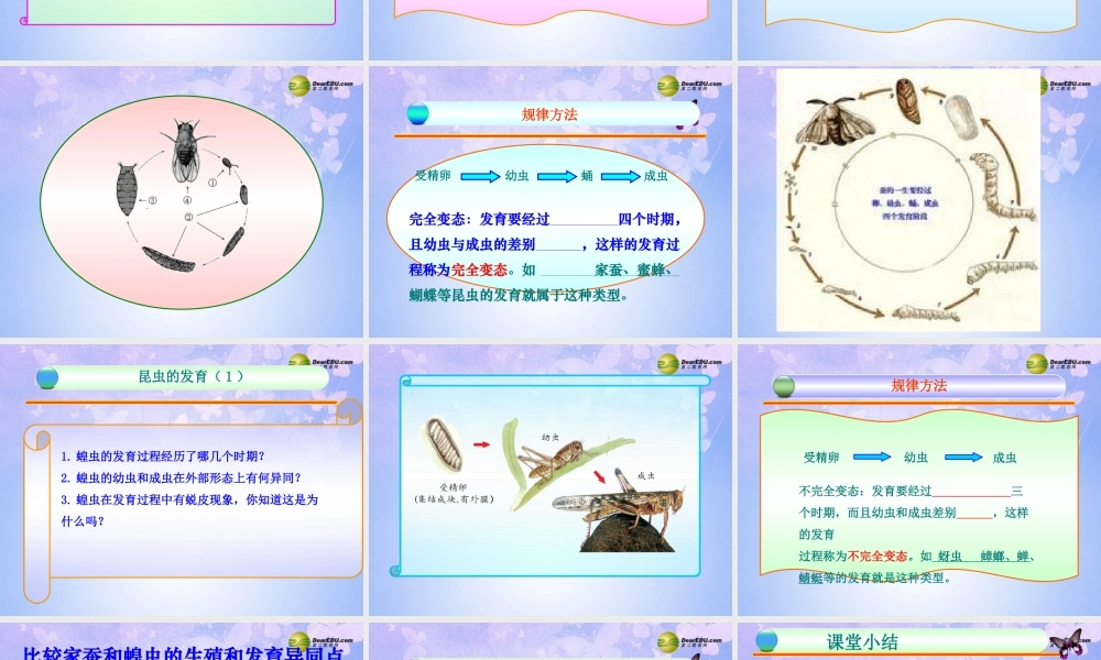 中学八年级生物上册 昆虫的生殖和发育课件 济南版 课件