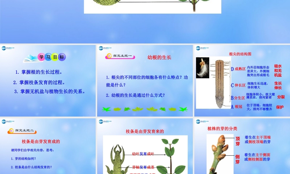 七年级生物上册 第三单元 第二章 第二节 植株的生长课件 新人教版 课件