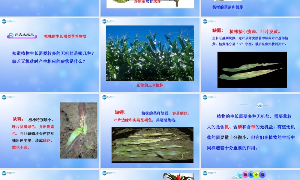 七年级生物上册 第三单元 第二章 第二节 植株的生长课件 新人教版 课件