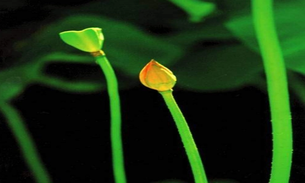 七年级语文上册第记·铭·说·志四篇-爱莲说)课件长春版 课件