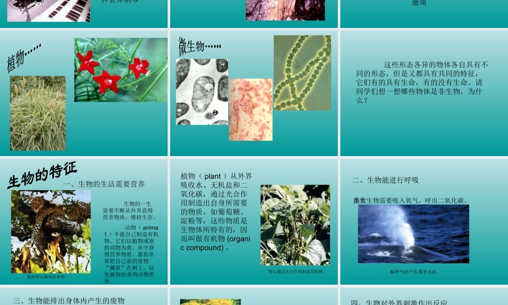 七年级生物生物的特征课件 新课标 人教版 课件