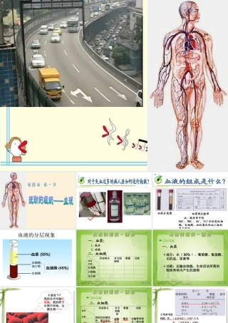 流动的组织——血液 (2)