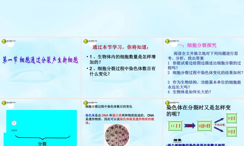 七年级生物上册 第三章 第一节 细胞的分裂产生新细胞课件 新人教版 课件