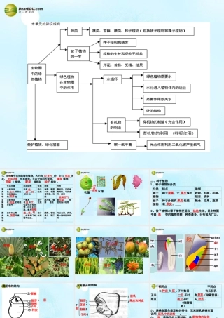 七年级生物上册 第三单元 第一章 植物类群、第二章 被子植物一生复习课件 新人教版 课件