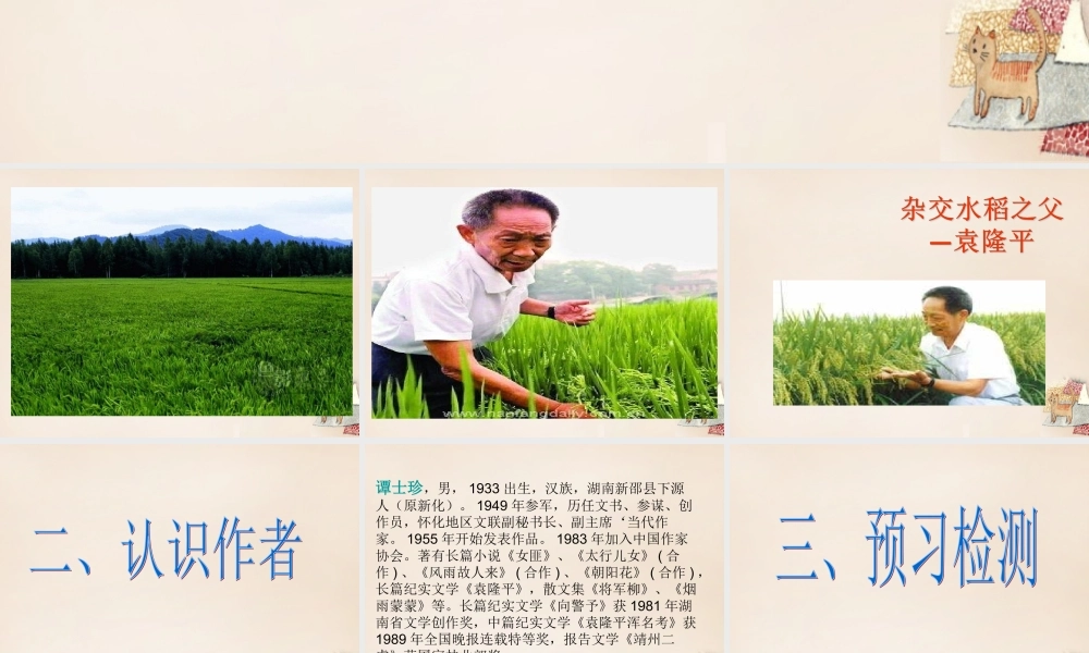 八年级语文上册 8(杂交水稻之父 袁隆平)课件 语文版 课件