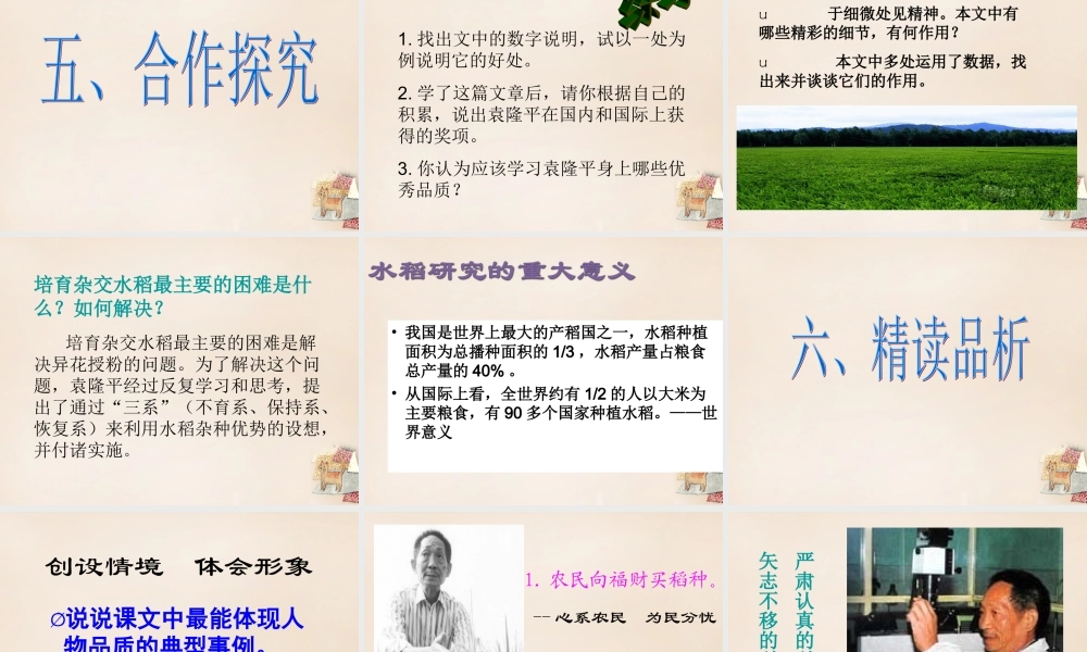 八年级语文上册 8(杂交水稻之父 袁隆平)课件 语文版 课件