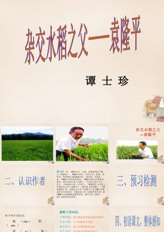 八年级语文上册 8(杂交水稻之父 袁隆平)课件 语文版 课件