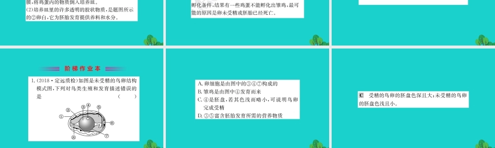 八年级生物下册 7.1.4 鸟的生殖和发育习题课件(新版)新人教版 课件