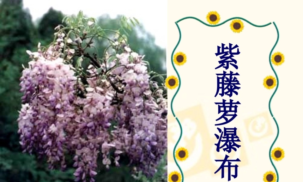 七年级语文上第四课紫藤萝瀑布课件人教版 课件