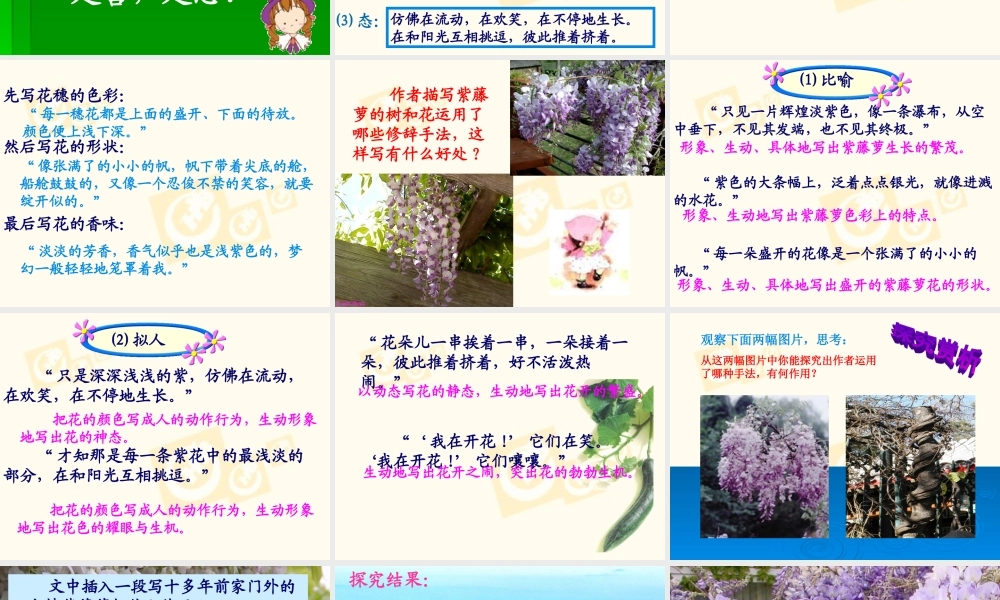 七年级语文上第四课紫藤萝瀑布课件人教版 课件