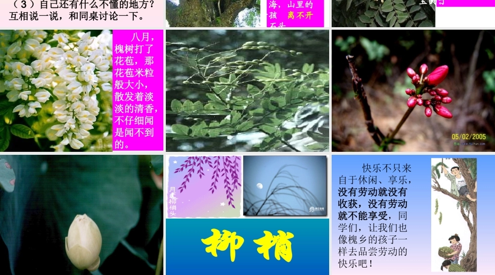 《槐乡的孩子》PPT