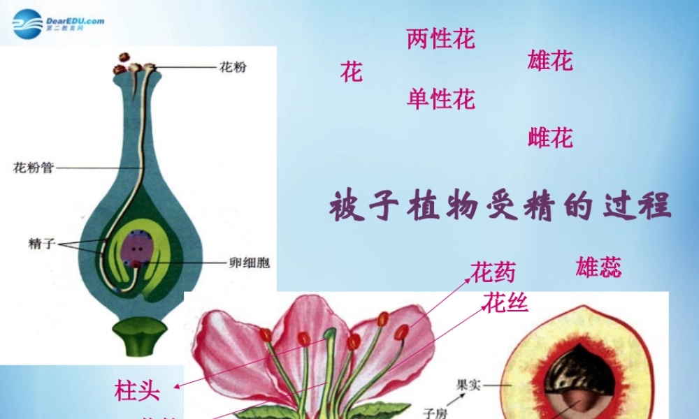 中学七年级生物下册 第一章 第二节 人的生殖课件 (新版)新人教版 课件