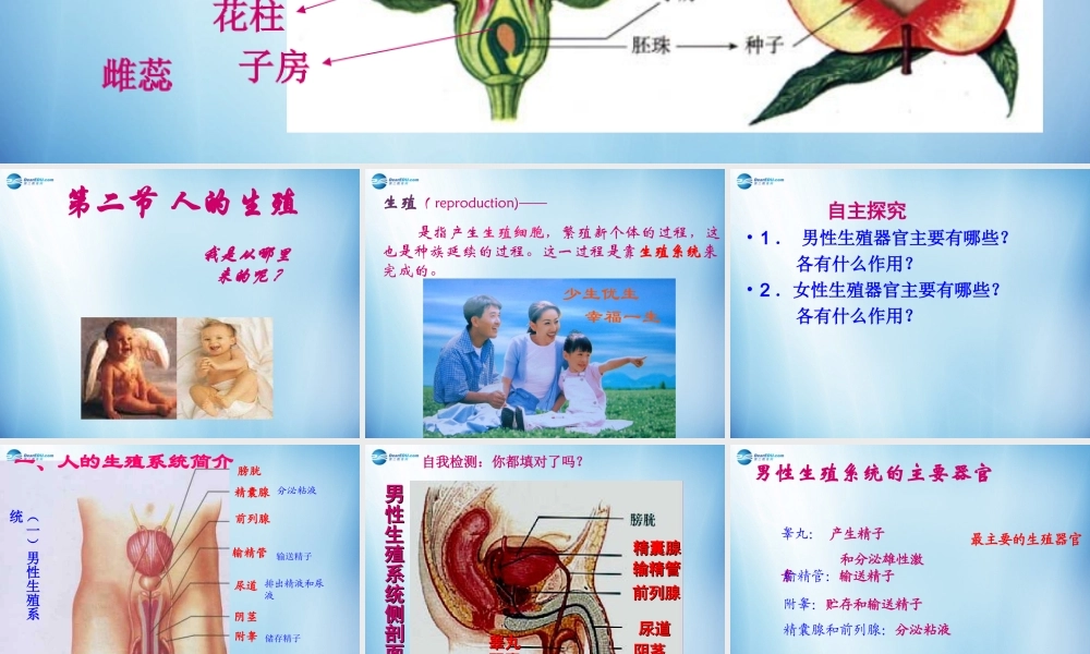 中学七年级生物下册 第一章 第二节 人的生殖课件 (新版)新人教版 课件