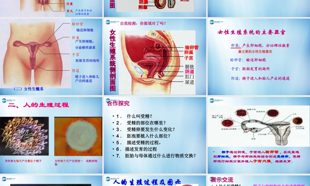 中学七年级生物下册 第一章 第二节 人的生殖课件 (新版)新人教版 课件