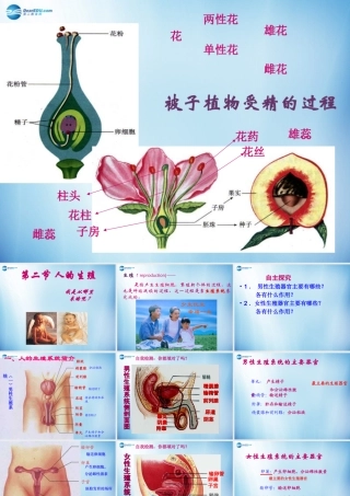中学七年级生物下册 第一章 第二节 人的生殖课件 (新版)新人教版 课件