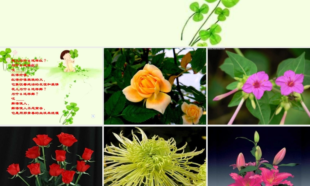 八年级语文下册 课堂教学资料 第15课 (花儿为什么这样红)课件 苏教版 课件