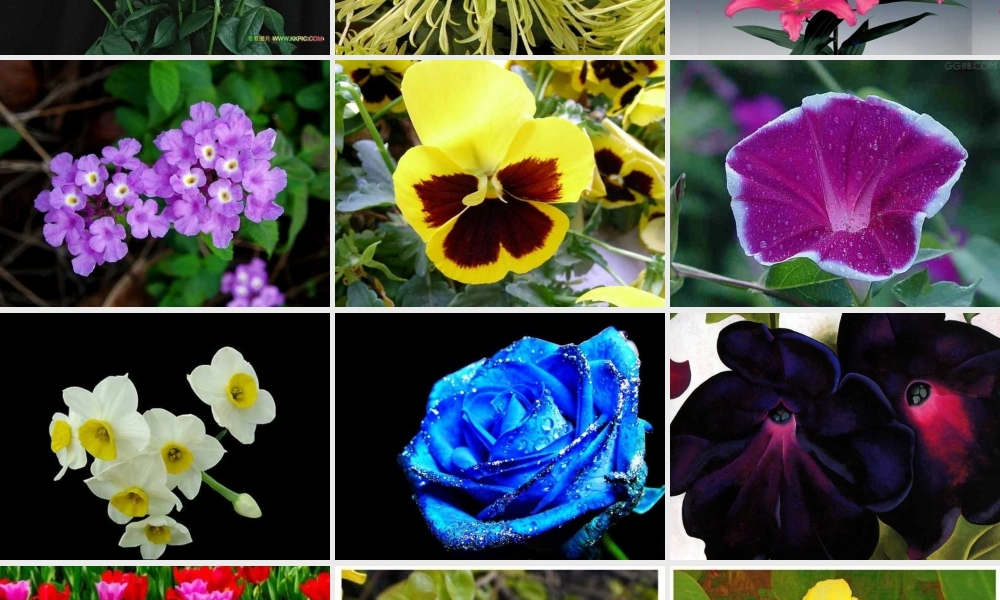 八年级语文下册 课堂教学资料 第15课 (花儿为什么这样红)课件 苏教版 课件