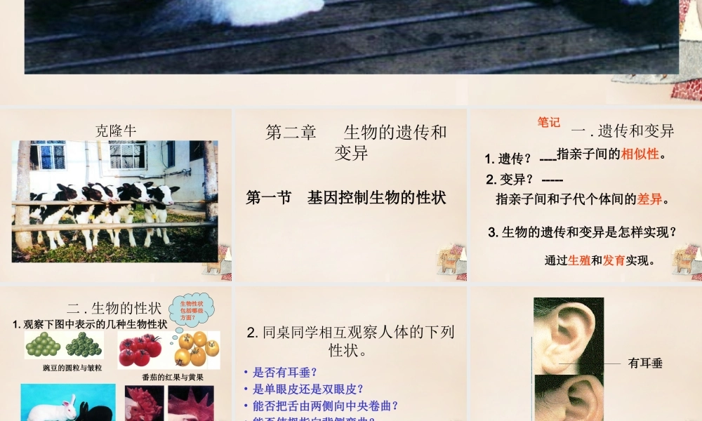 八年级生物下册 第二批教学能手评选 7.2.1 基因控制生物的性状课件 (新版)新人教版 课件