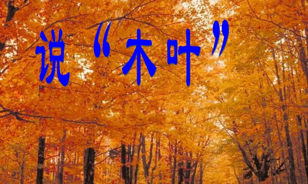 《说木叶》课件