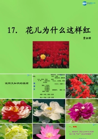 八年级语文上册 17 花儿为什么这样红课件 语文版 课件