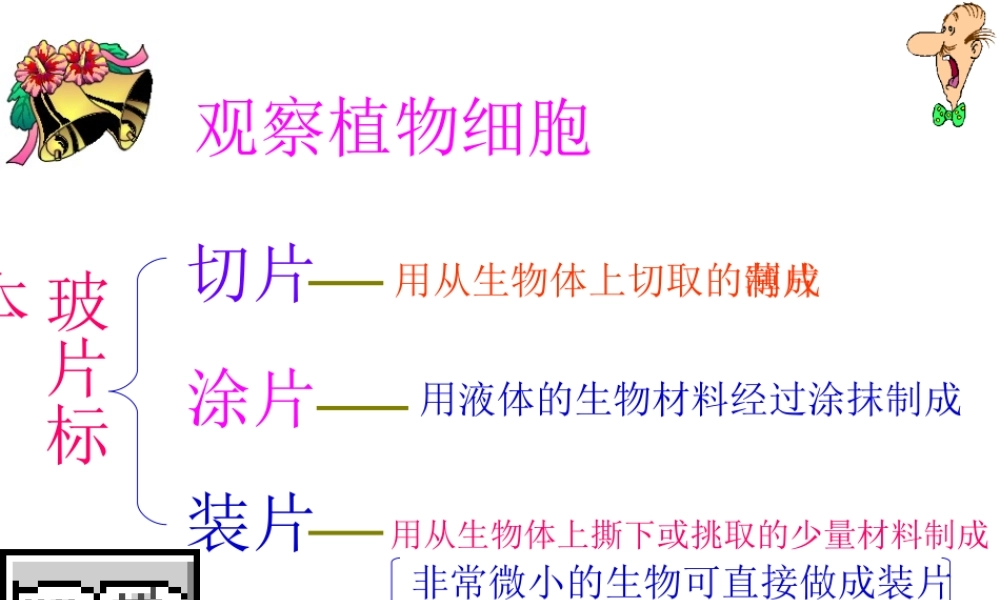 七年级生物观察植物细胞课件3 鲁教版 课件