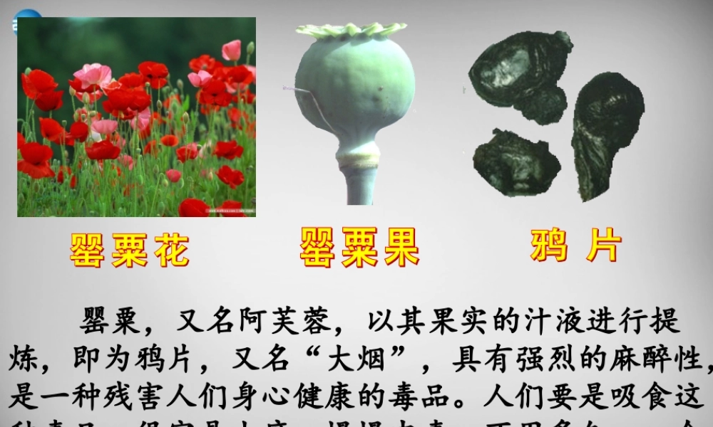 八年级历史与社会下册 8.1.1 鸦片战争的烽烟课件 人教版 课件