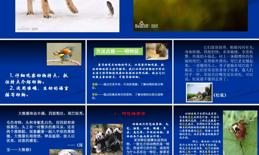 抓住特点介绍动物