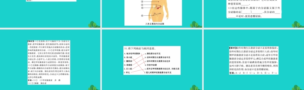 七年级生物下册 4.6.4 激素调节习题课件(新版)新人教版 课件