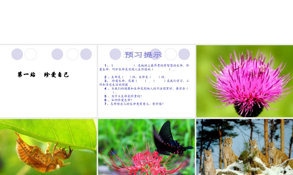 八年级政治下册 第一课(珍爱生命)第一站课件 北师大版  课件