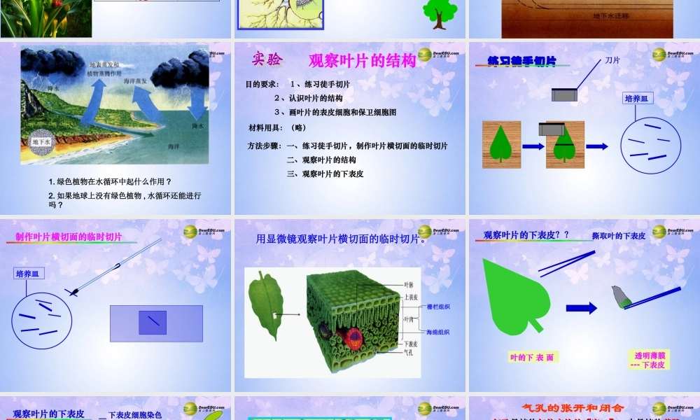 中学七年级生物上册 植物参与生物圈的水循环课件 新人教版 课件