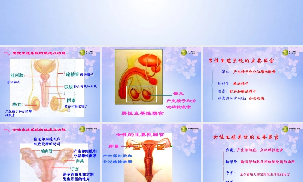 八年级生物上册 婴儿的诞生课件 济南版 课件