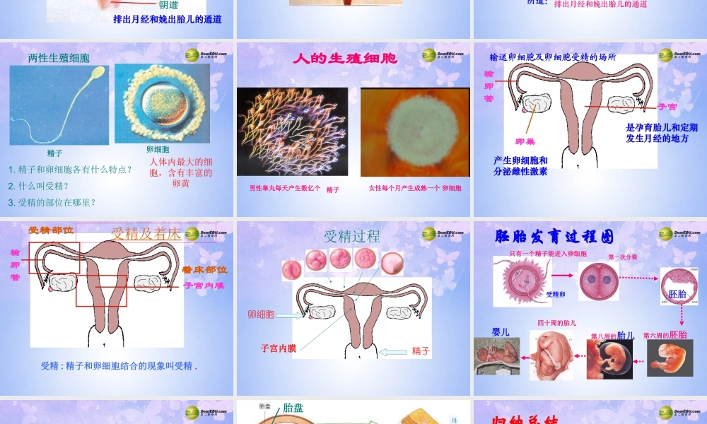 八年级生物上册 婴儿的诞生课件 济南版 课件