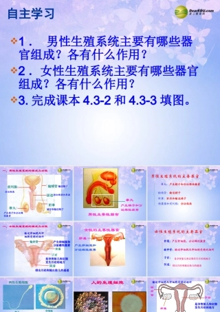 八年级生物上册 婴儿的诞生课件 济南版 课件