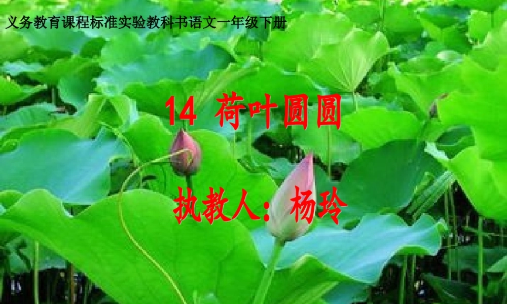 荷叶圆圆杨玲