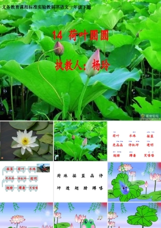 荷叶圆圆杨玲